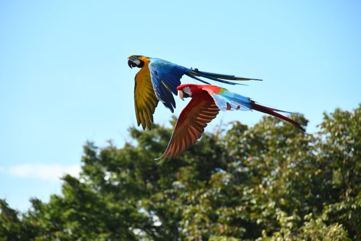 オウム・インコデー