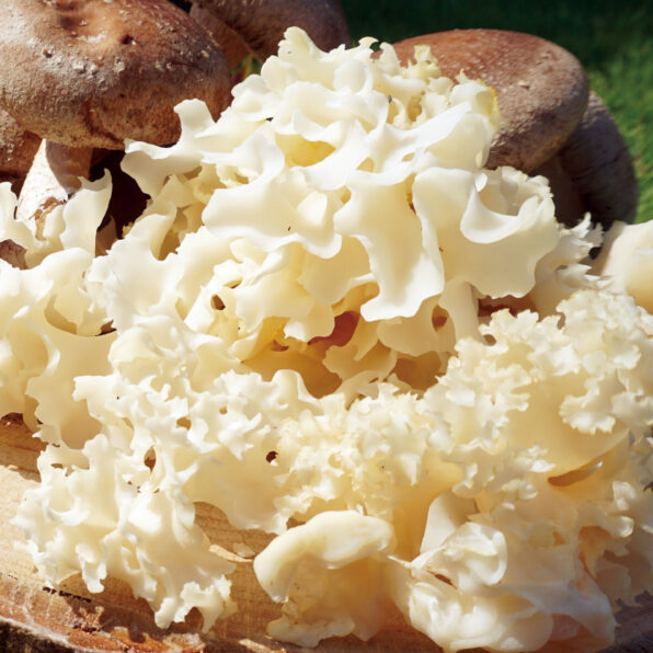 知らないなんてもったいない　「幻のきのこ」のはなし