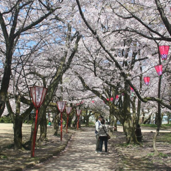 高岡桜まつり