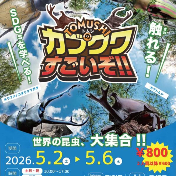 カブクワ すごいぞ！！